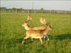 CASIS оленярство европейська лань даніель оленя самець самка ферма в Польщі
