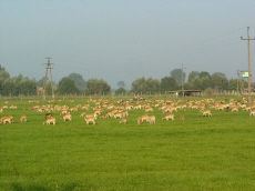 CASIS оленярство европейська лань даніель оленя самець самка ферма в Польщі